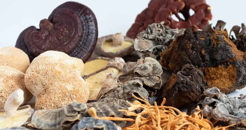 Knowing When To Take Mushroom Extracts For Optimum Results