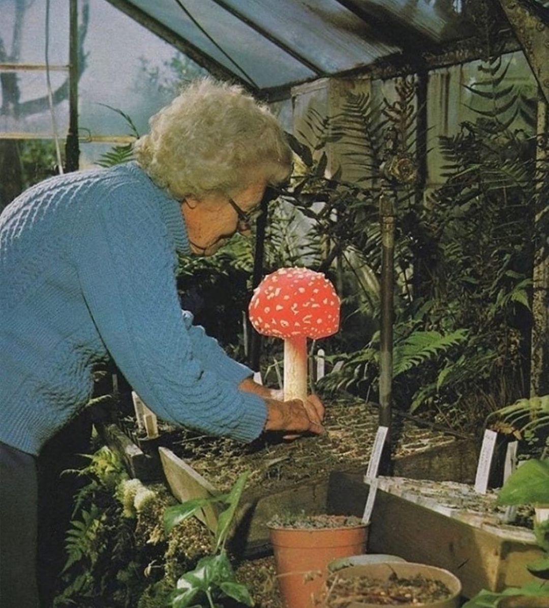 mushroom extracts nz buy online