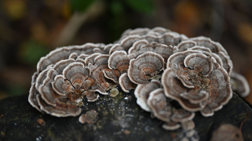 How to Choose a Turkey Tail Supplement in New Zealand