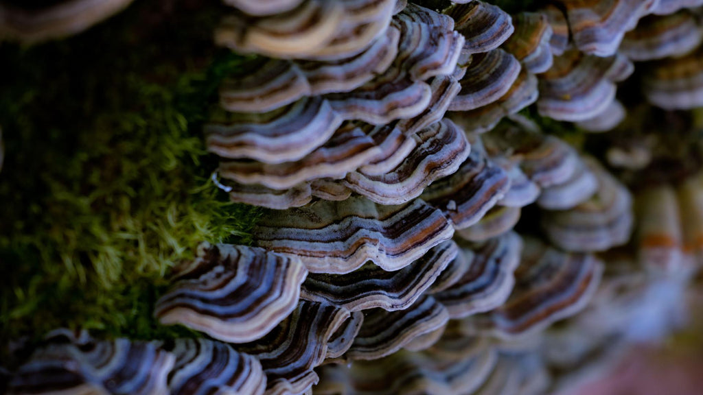 Interesting Facts About Turkey Tail Mushrooms