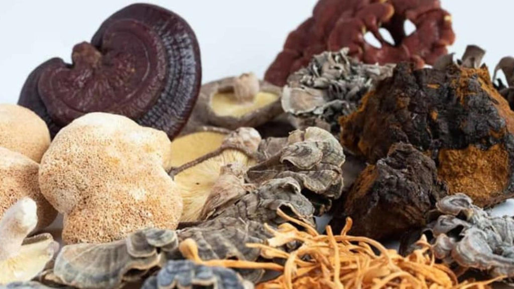 Knowing When To Take Mushroom Extracts For Optimum Results