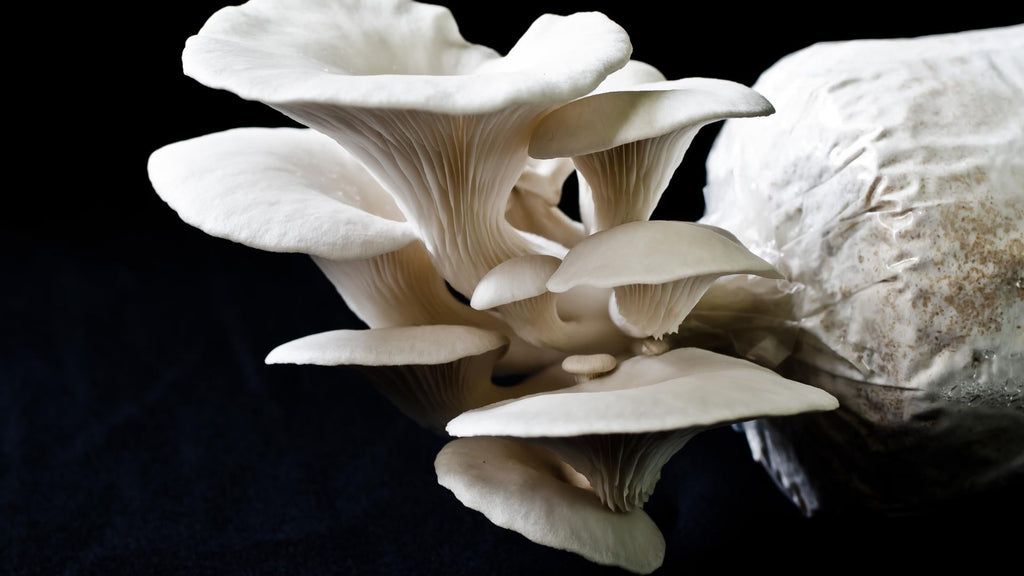 Support your Immunity with Mushroom Extracts