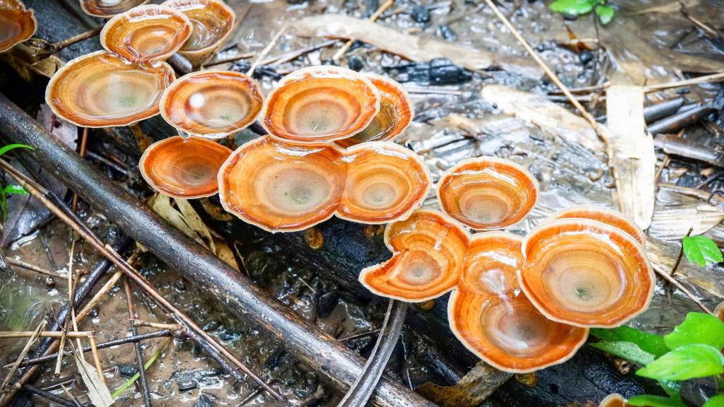 Where We Source Our Mushroom Extracts From