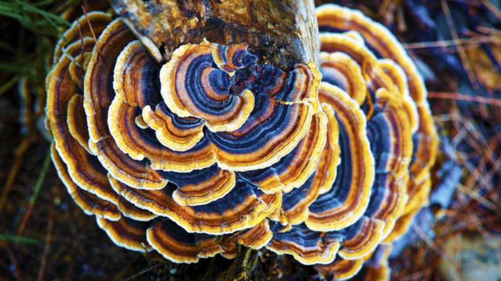 Mycelial Renaissance
