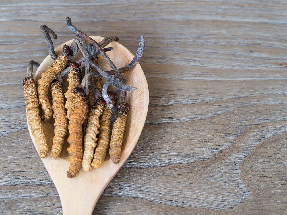 The Intriguing Origins Of Cordyceps In New Zealand