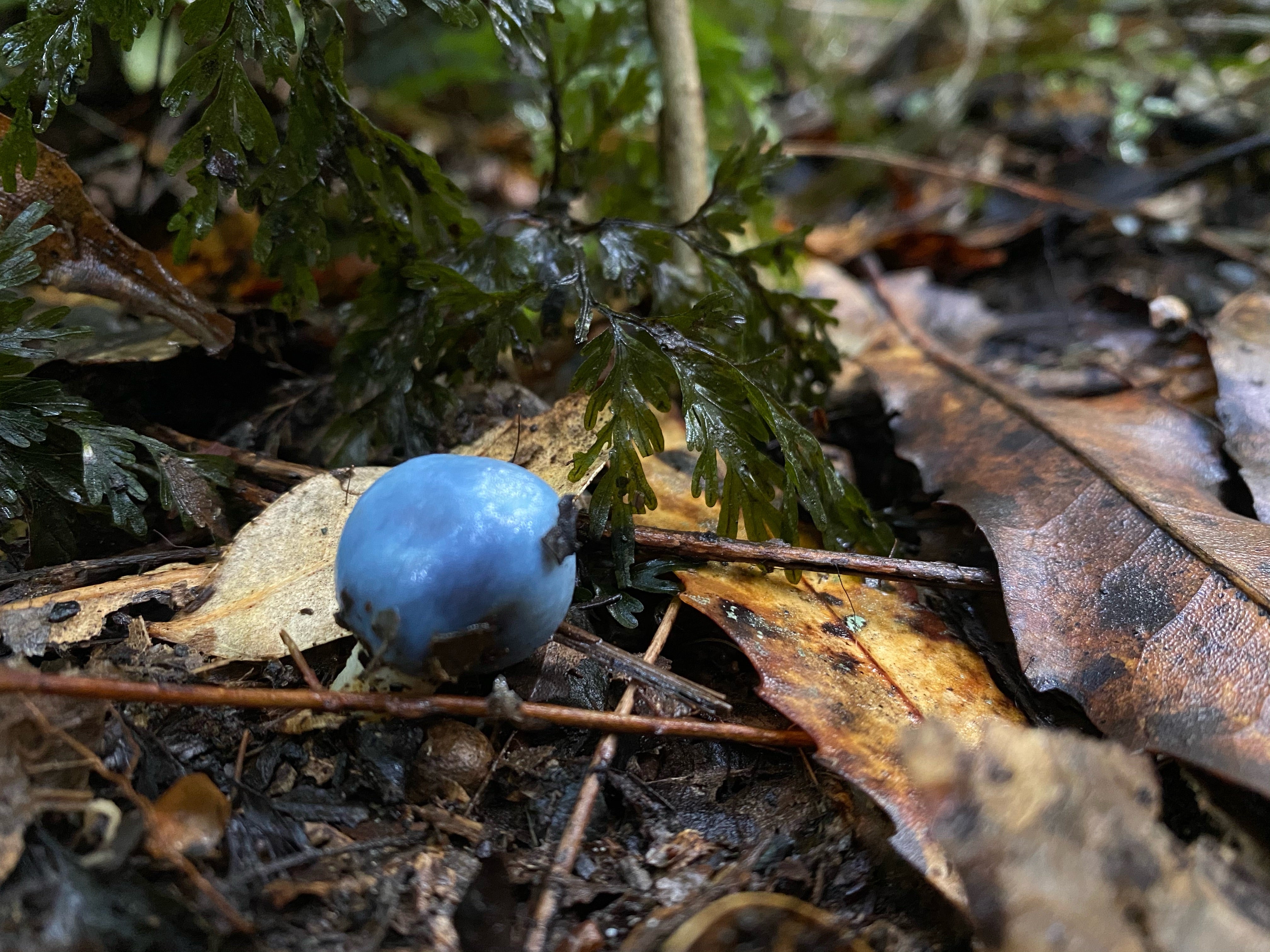Winter foraging mission: Our five favourite finds.
