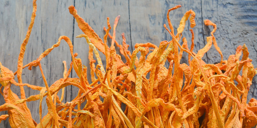 5 Interesting Facts About Cordyceps Mushrooms