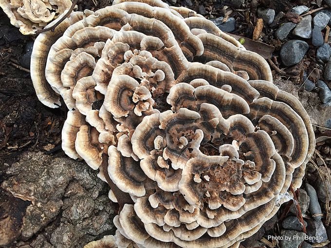 The Beginners Guide To Identifying Wild Turkey Tail Mushrooms In NZ