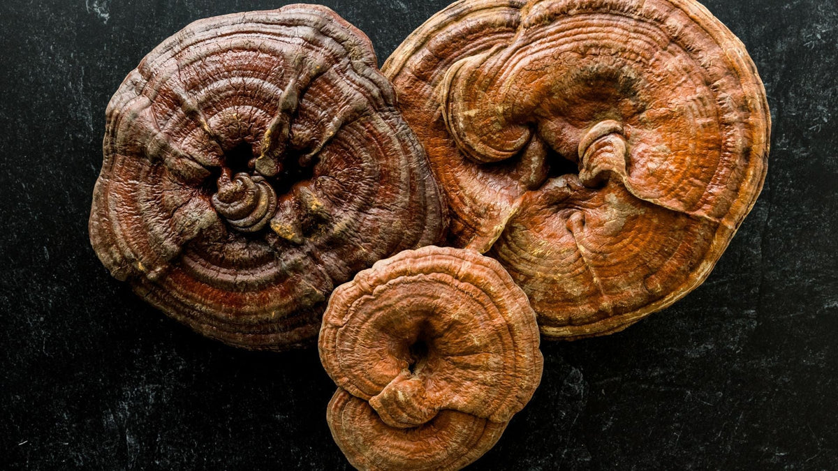 How to Choose a Reishi Supplement in New Zealand