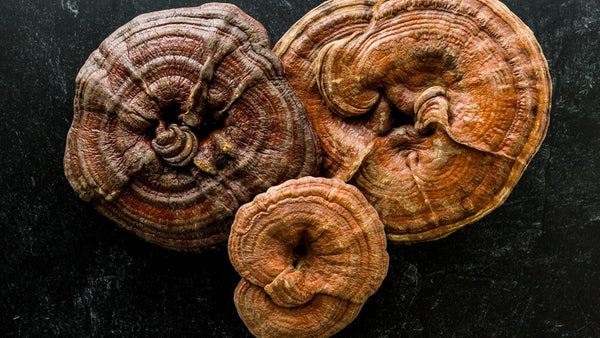 How to Choose a Reishi Supplement in New Zealand