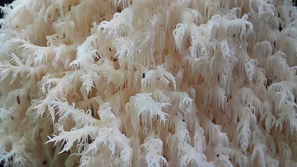 Can You Actually Grow Lion's Mane in New Zealand?