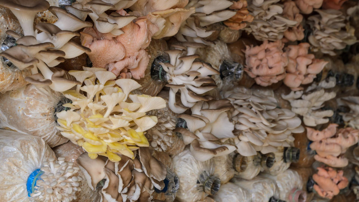 Can mushrooms support female hormones? A look into estrobolome.