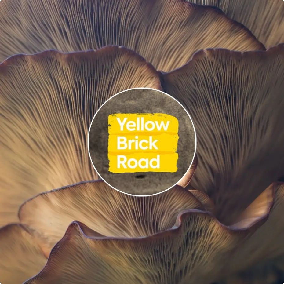 Yellow Brick Road
