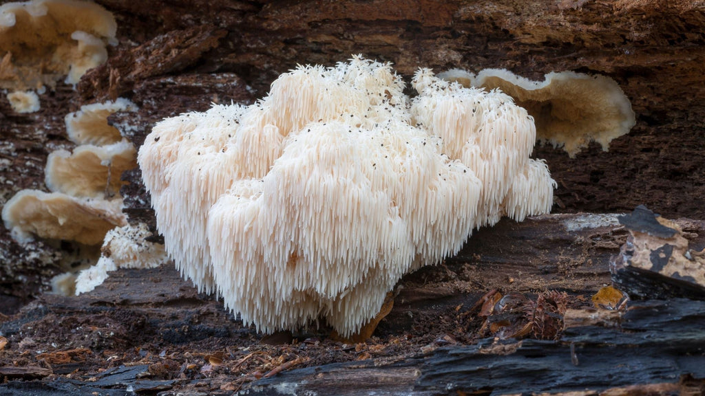 Lion's Mane 101: What It Does and Why It Works
