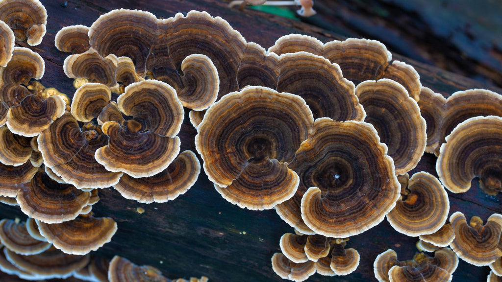 Mushroom Spotlight: Turkey Tail