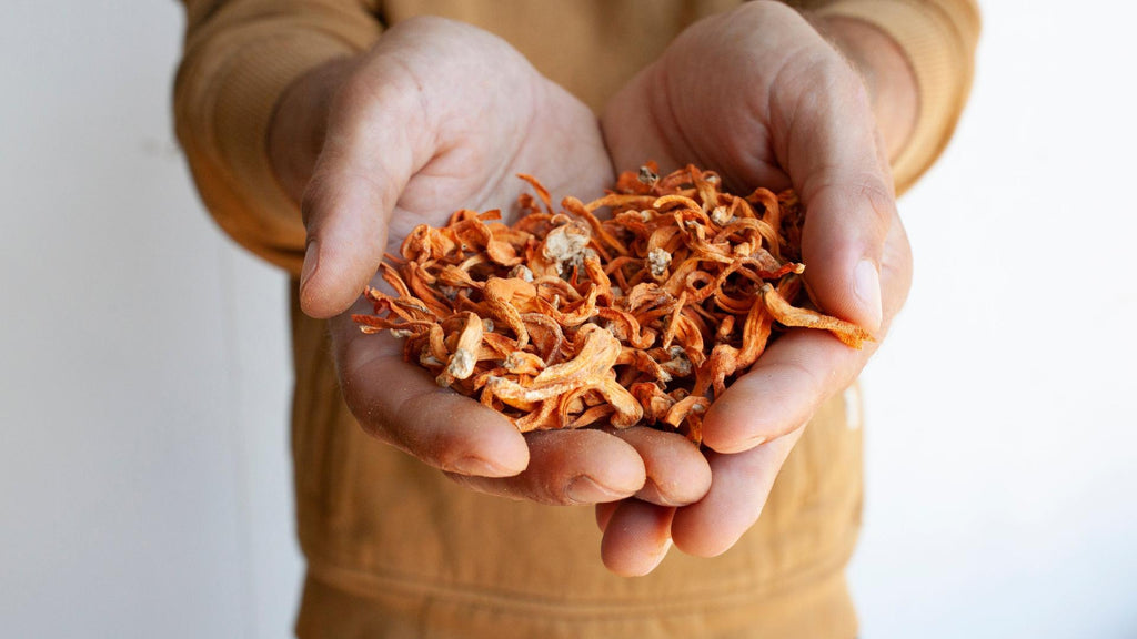 The Intriguing Origins Of Cordyceps In New Zealand