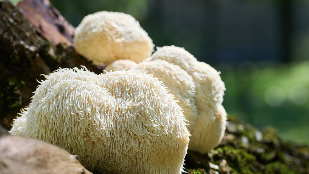 The Truth About Lion’s Mane vs NZ Lion’s Mane (Pekepeke-Kiore)