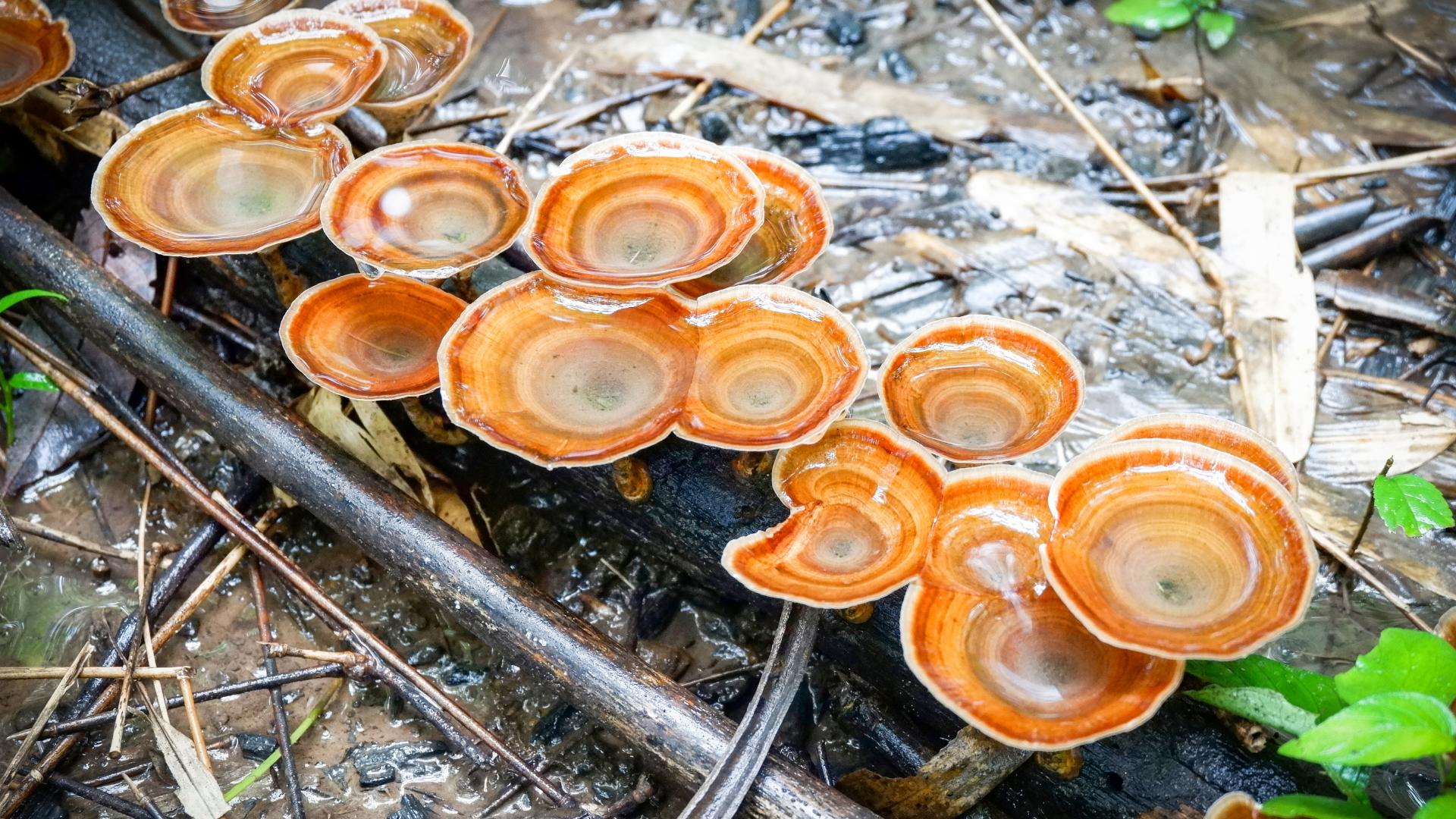 Where We Source Our Mushroom Extracts From