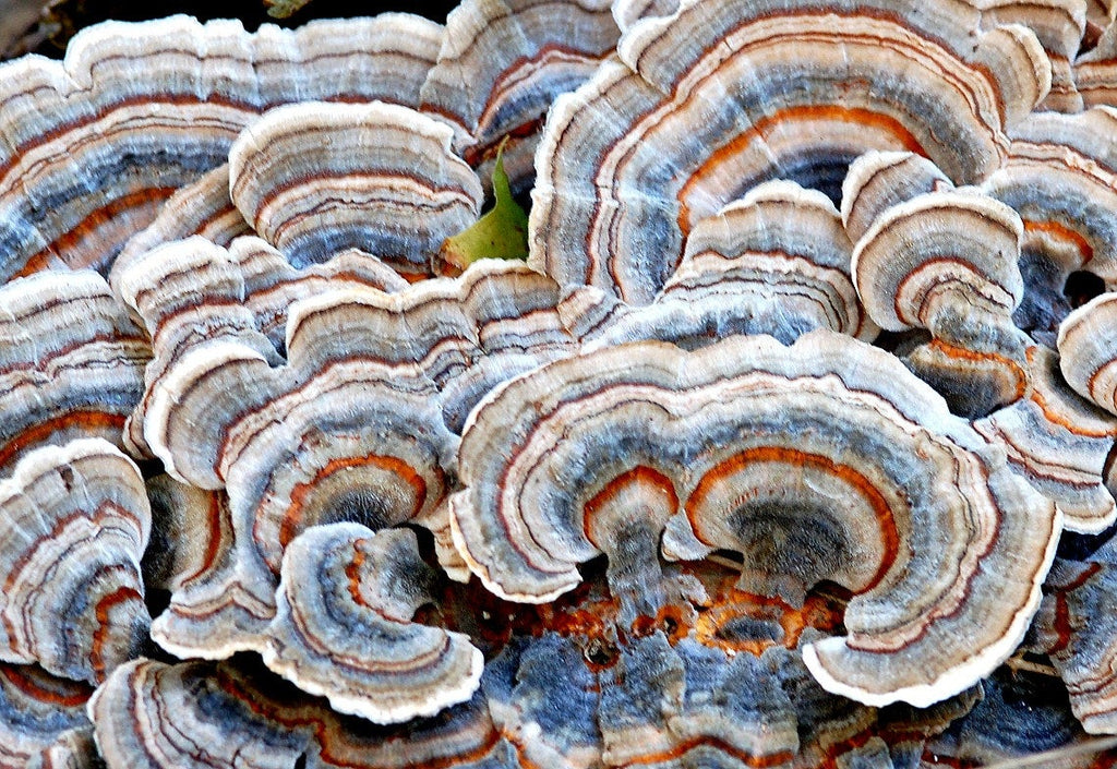 Mushroom Spotlight: Turkey Tail