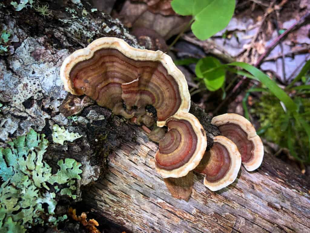 Interesting Facts About Turkey Tail Mushrooms